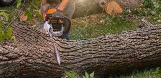 How Our Tree Care Process Works  in  Graham, TX