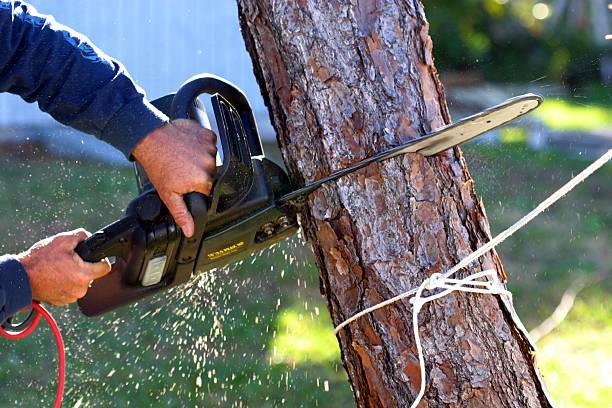 Trusted Graham, TX Tree Removal Services Experts