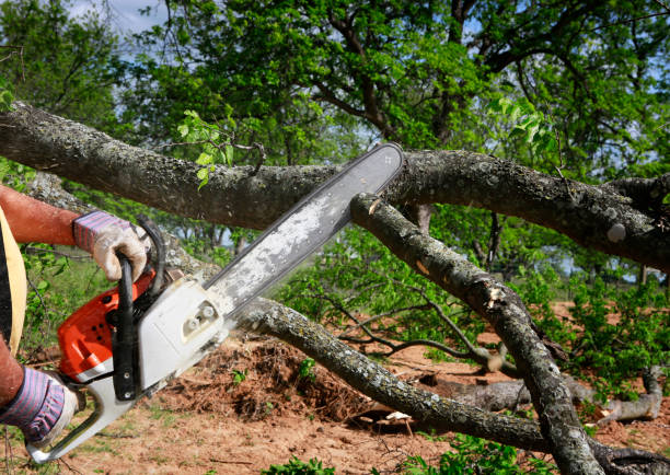 Best Tree Preservation Services  in Graham, TX